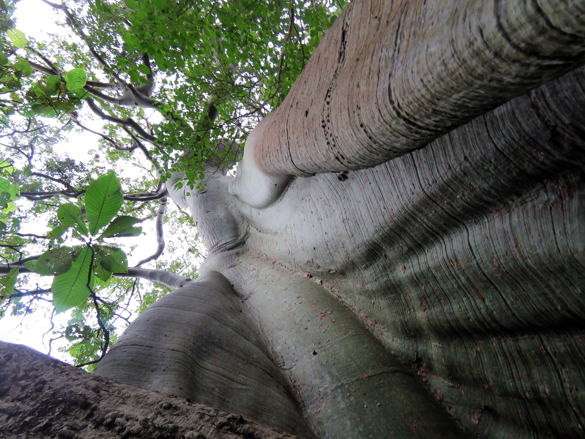 Our Jorupe reserve is growing!